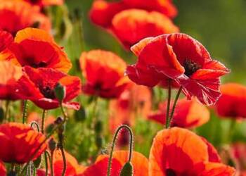 Remembrance - Friday 11 November 2022