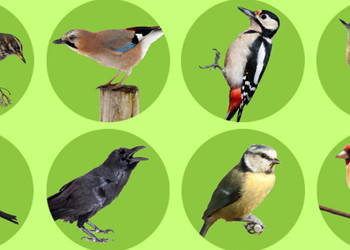 Key Stage 3 Scientists Help with Annual Bird Count